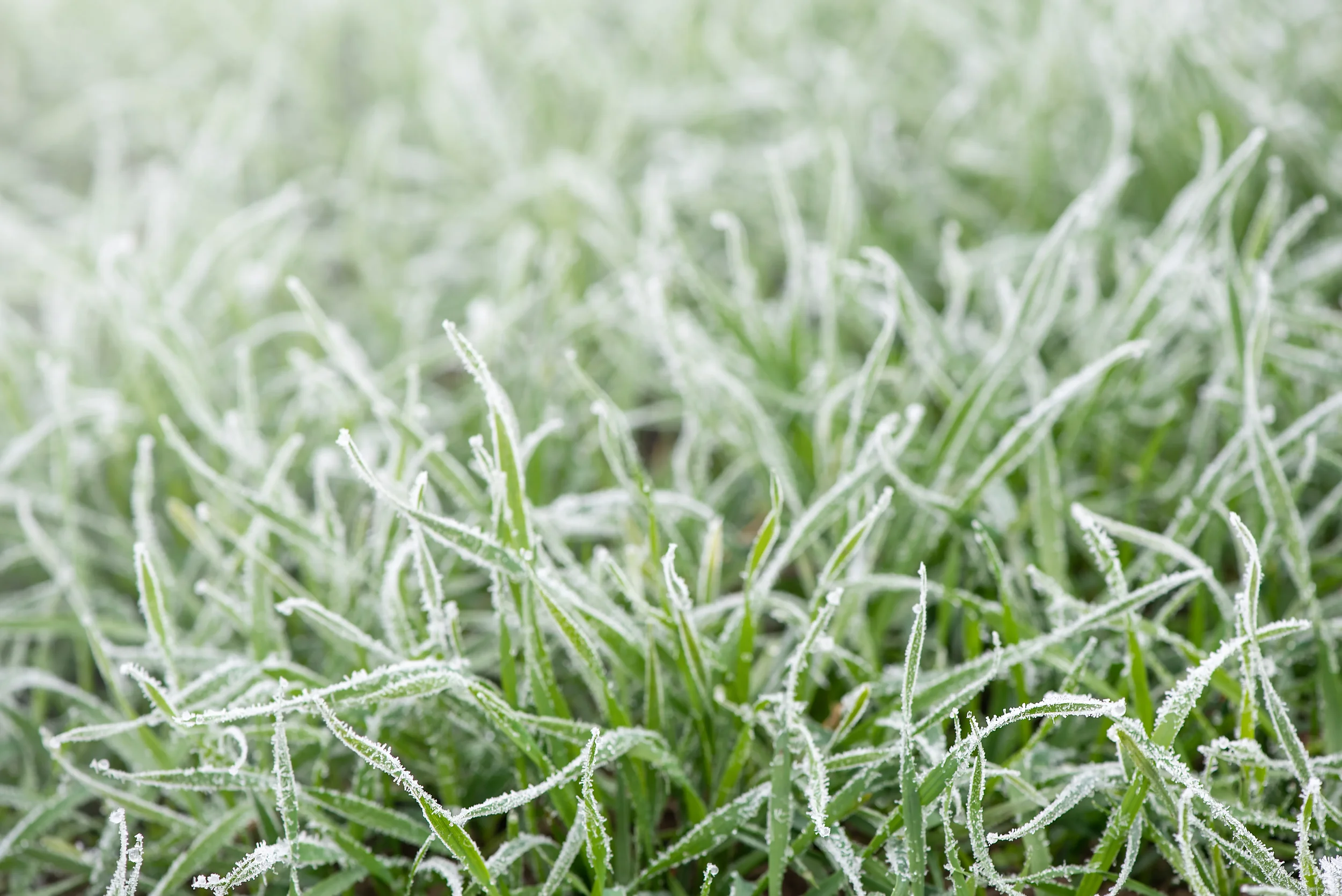 Close-up of green grass blades covered in white morning frost during a cold winter day.