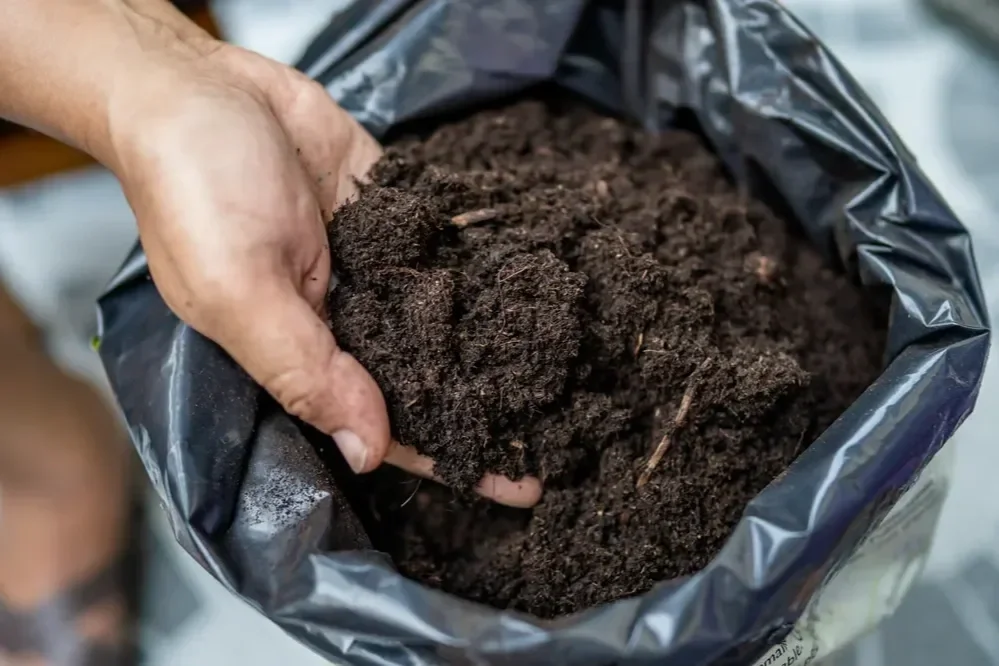 Person reaching into a black plastic bag filled with rich, dark organic compost and potting soil for gardening.