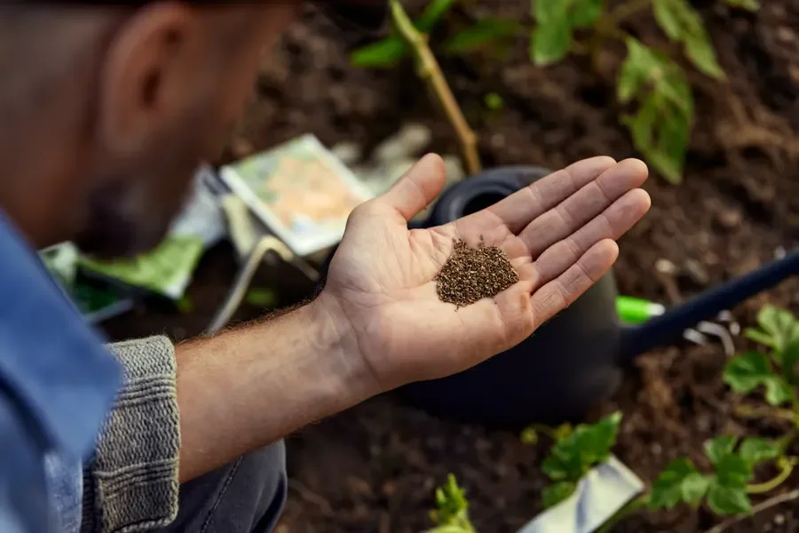 Gardener holding a palmful of small plant seeds outdoors above garden soil ready for planting.