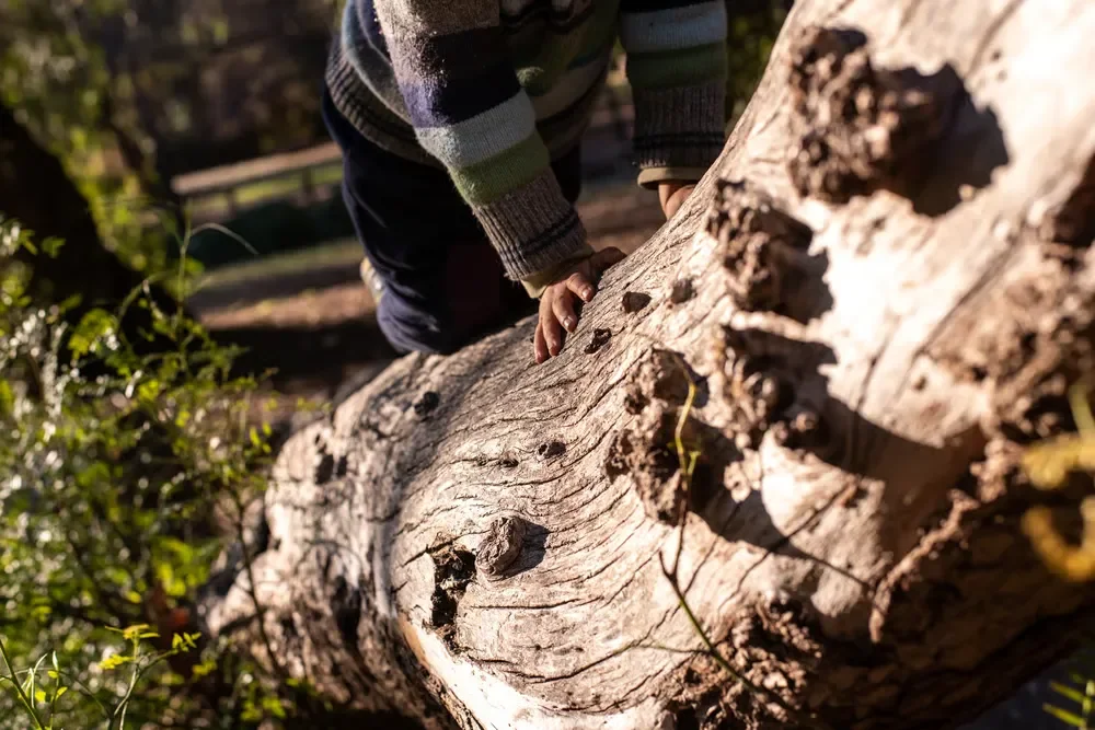 A child climbing on a massive fallen tree trunk outdoors, highlighting the safety hazards of storm-damaged trees.