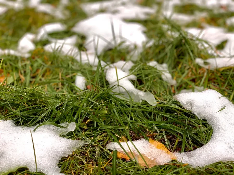 Patches of melting white snow resting on vibrant green lawn grass during early winter.