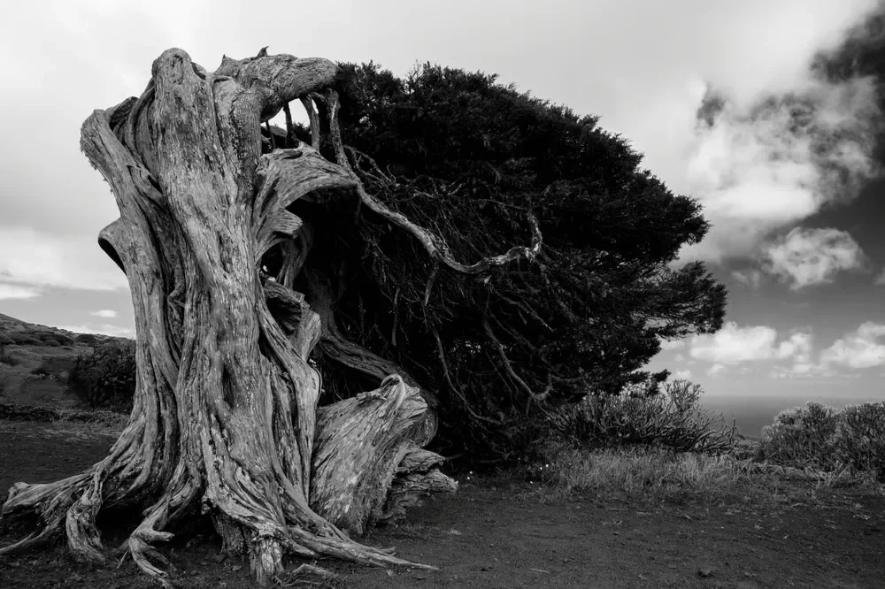 Black and white photo of a weathered, gnarled tree trunk with exposed roots next to a windswept canopy.