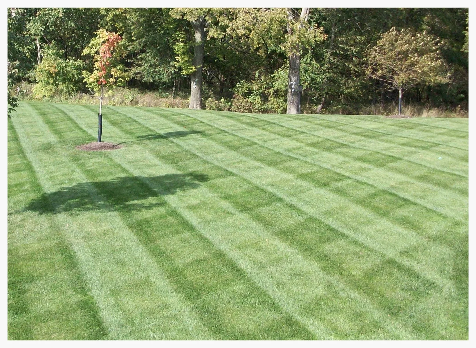 Commercial Lawn Maintenance