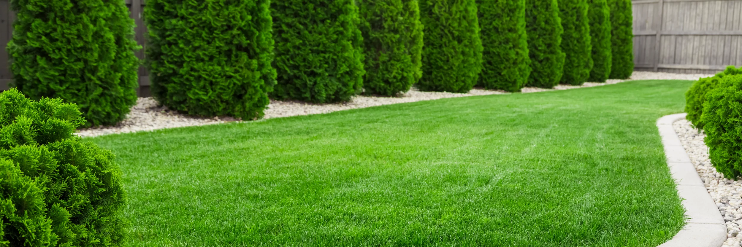 A lush, vibrant green lawn bordered by a row of tall, neatly trimmed arborvitae privacy trees and gravel mulch.