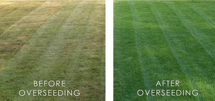 Overseeding.jpg