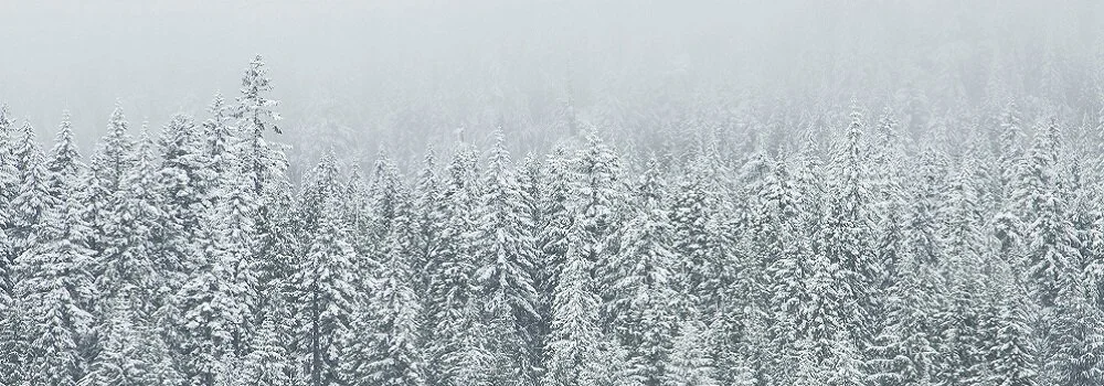 snow-forest-trees-winter.jpeg
