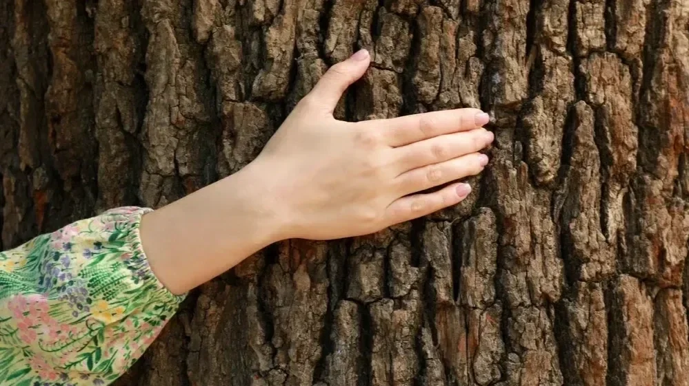 Close-up of a hand gently touching the rough bark of a mature tree trunk during a property health assessment.