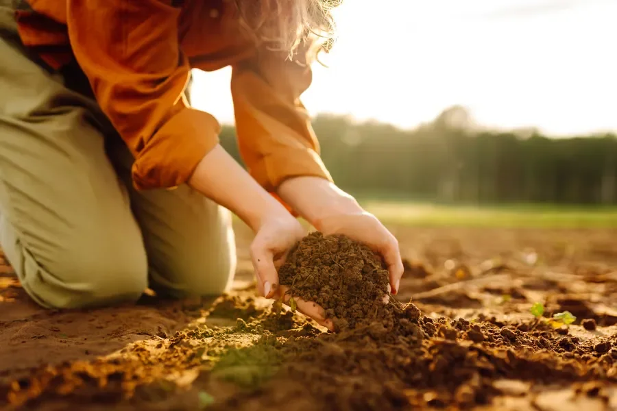 Person holding a handful of rich organic garden soil to check topsoil quality outdoors.