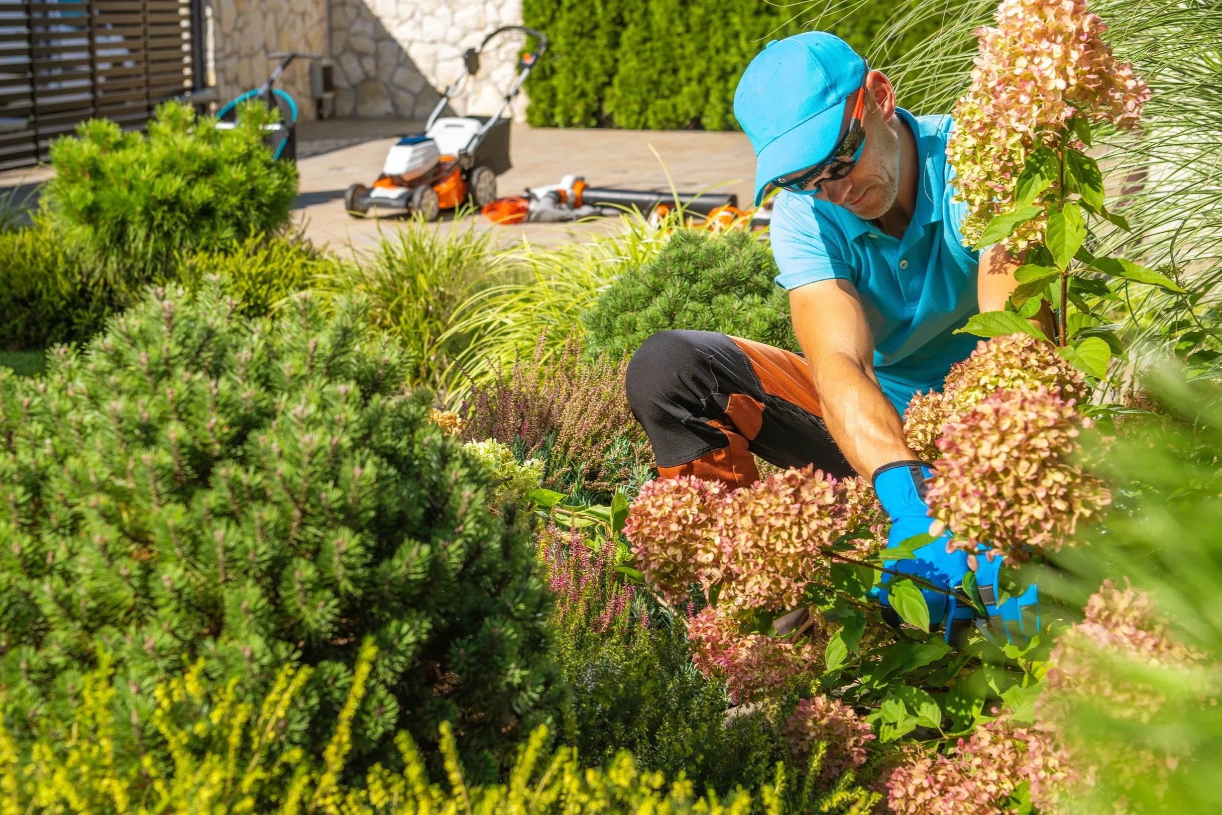 A professional landscaper wearing a blue cap and gloves tending to flowering shrubs and garden plants on a sunny day.