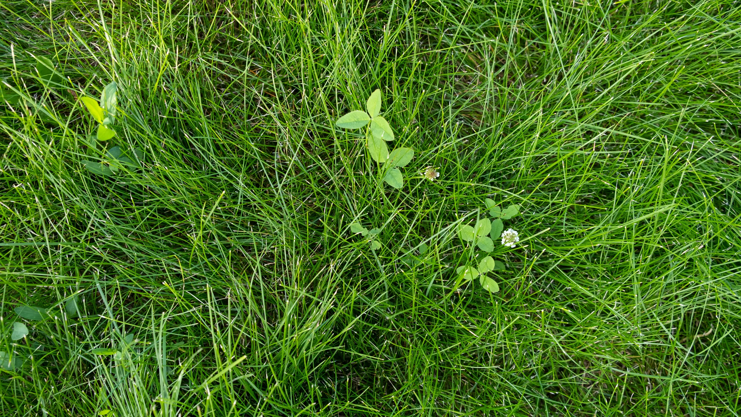 Vibrant green grass turf featuring black medic weeds with small trifoliate leaves in a garden.