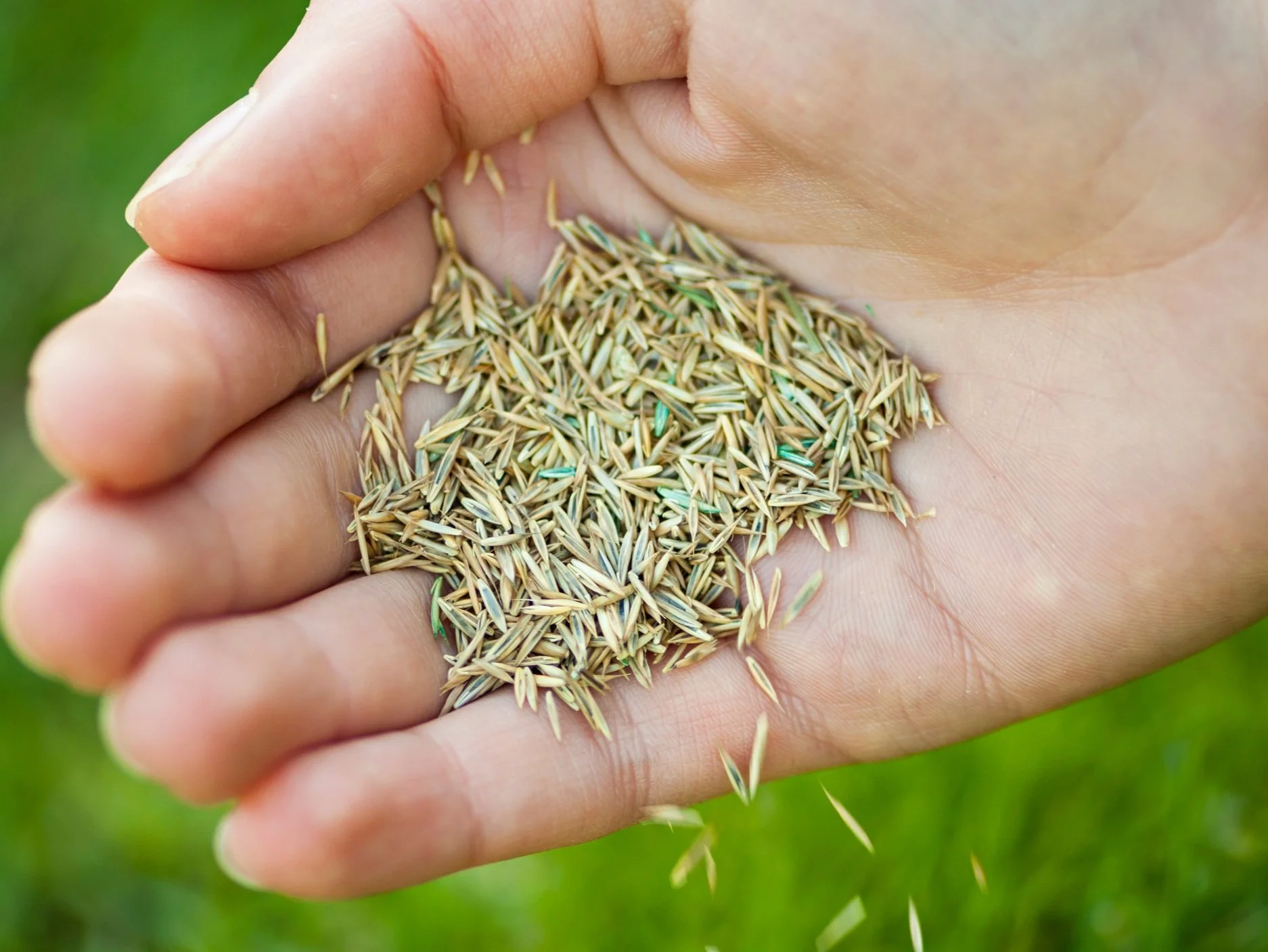 Close-up of a hand holding premium grass seed for lawn overseeding and repair.