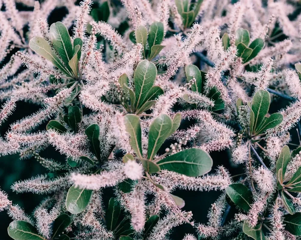 Close-up of a vibrant green garden shrub blooming with unique, fuzzy pink and white catkin flowers.