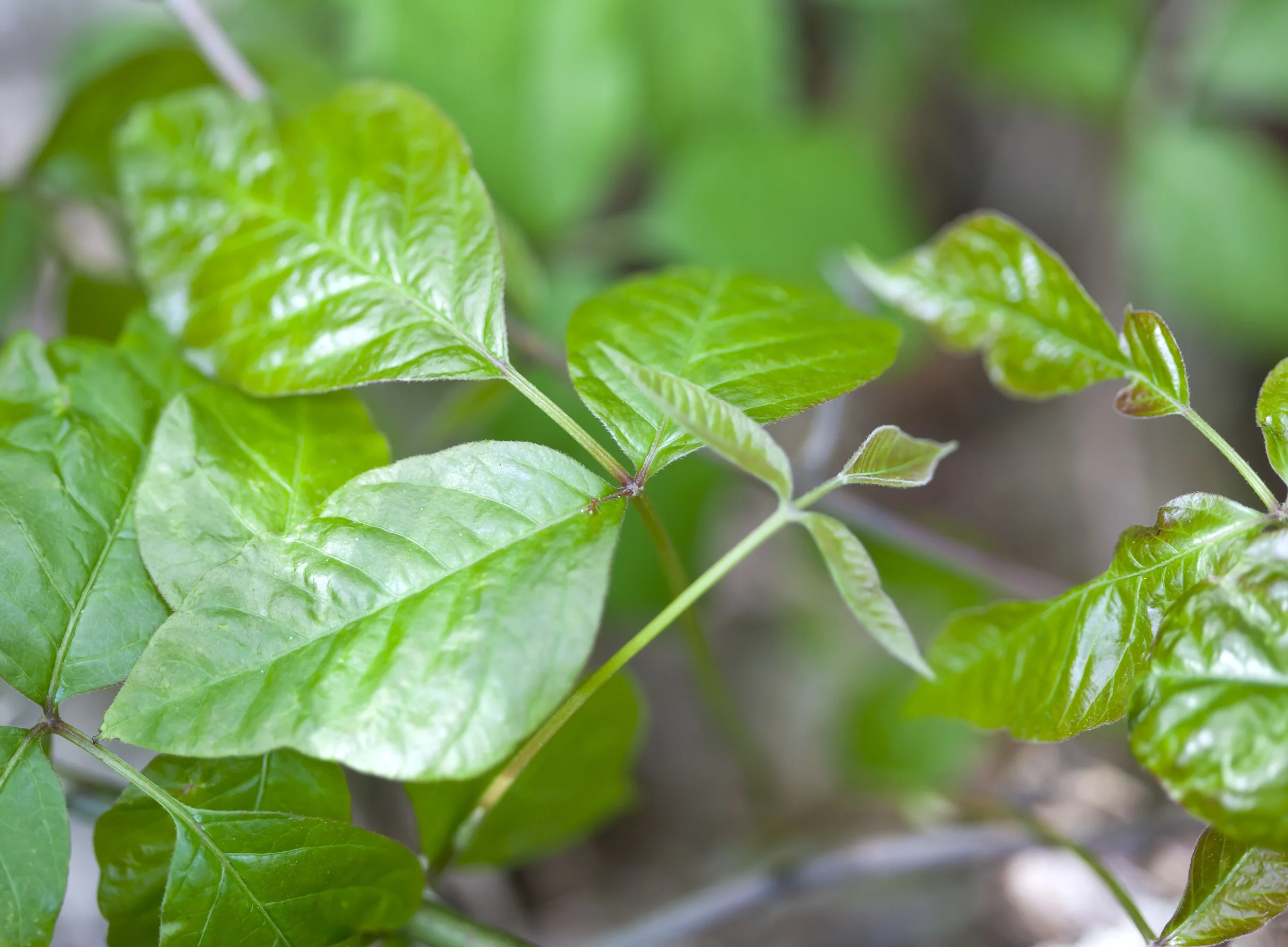 Close-up of poison ivy leaves showing the characteristic "leaves of three" pattern with a shiny green surface.