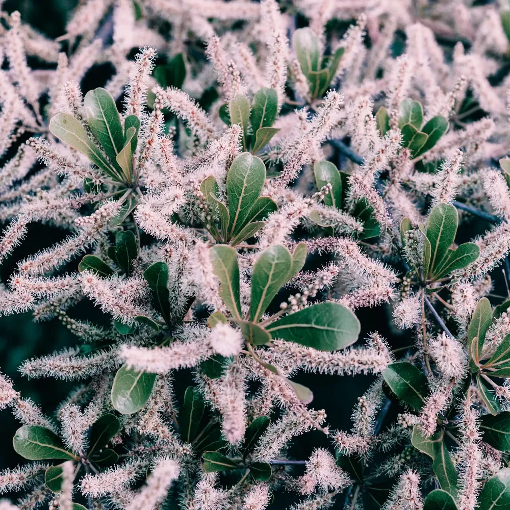 Close-up of green leaves surrounded by fuzzy, white bottle-brush flowers blooming on a summer shrub.