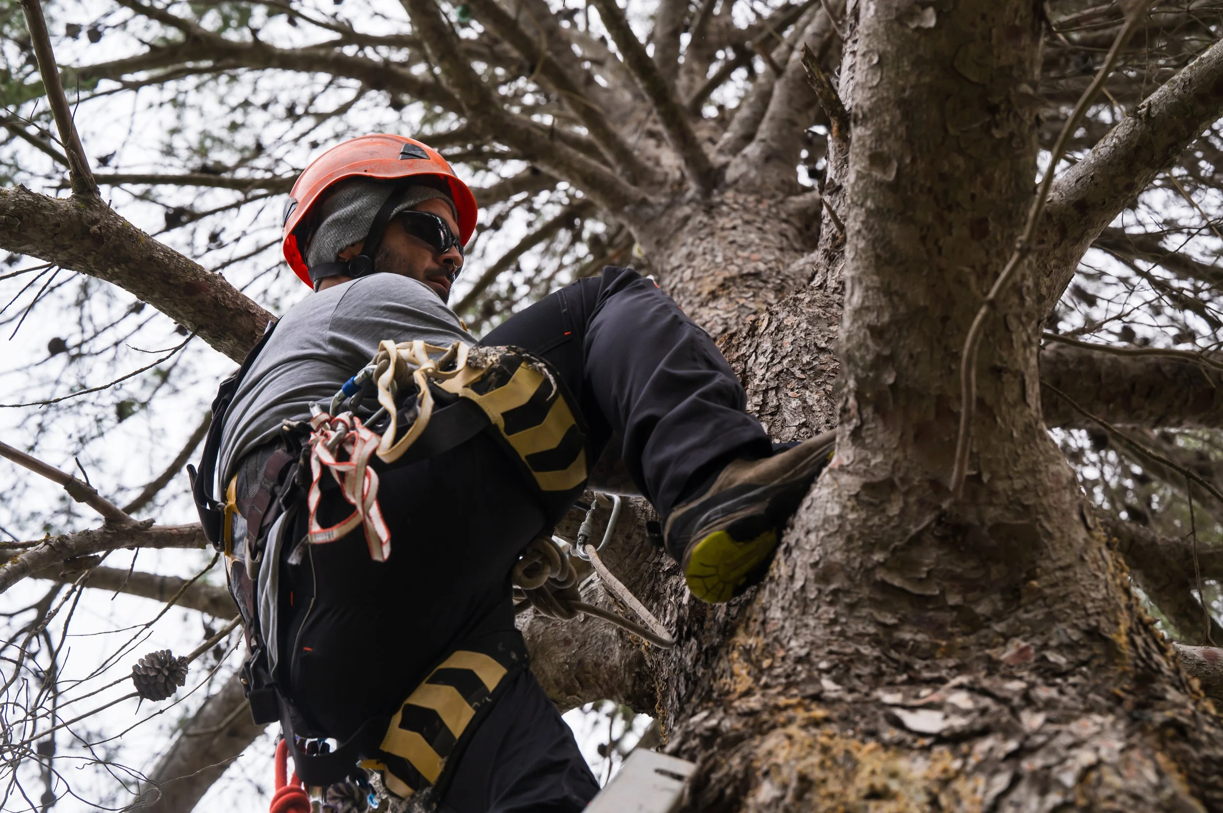 Professional arborist with safety climbing gear and a helmet performing maintenance in a tall tree.