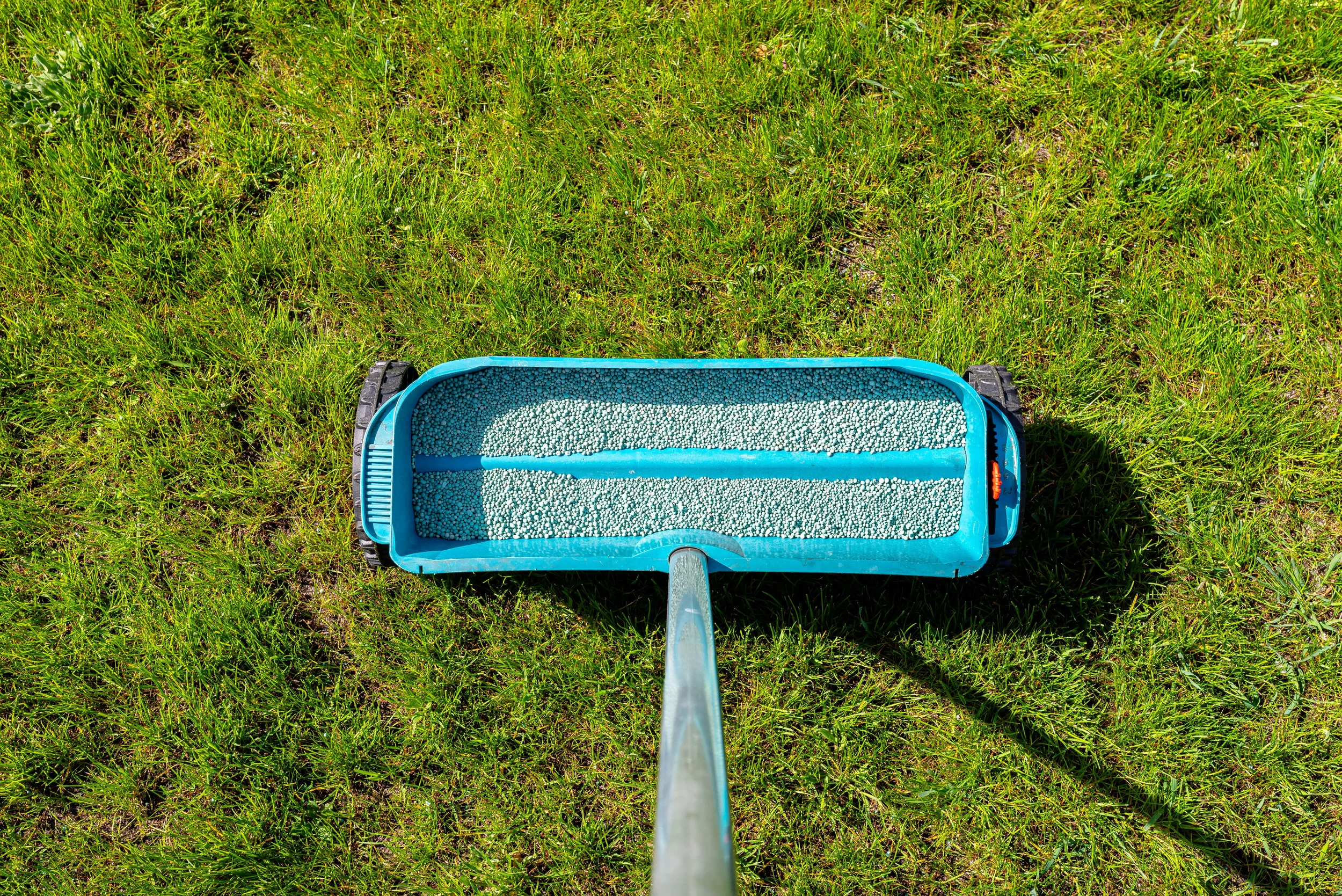 Top-down view of a blue drop spreader filled with granular fertilizer being used on a green lawn.