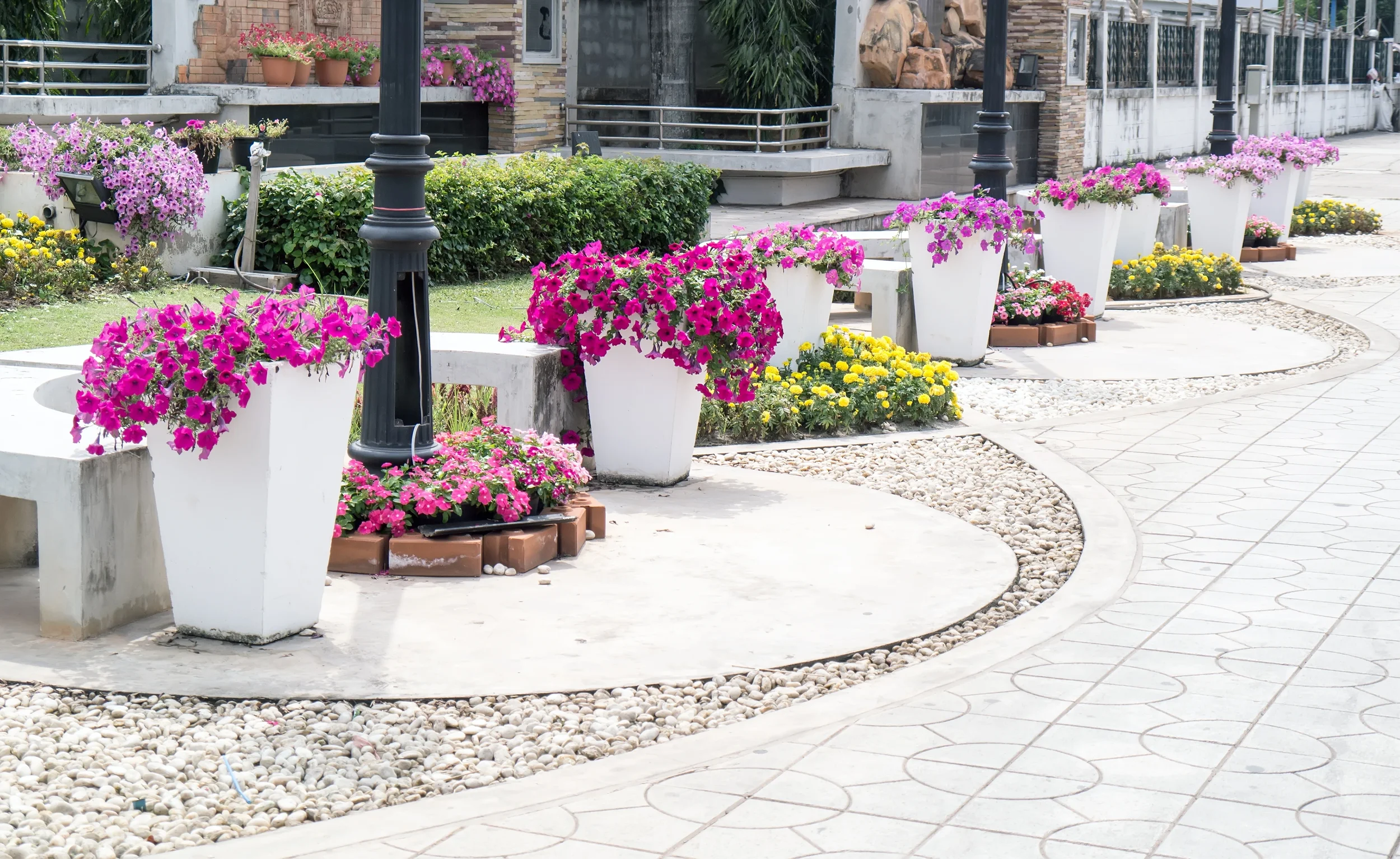 A paved walkway lined with white planters filled with bright pink flowers, decorative stone borders, and black lamp posts.