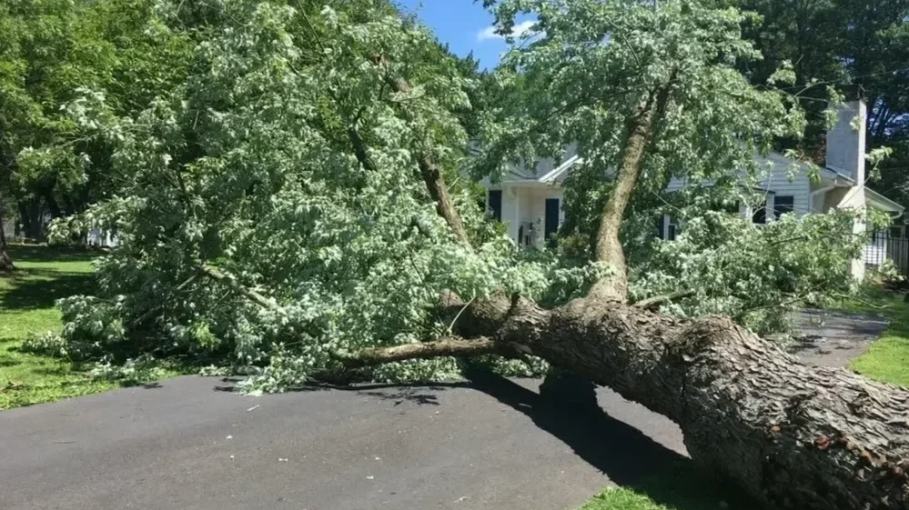 A massive fallen tree blocking an asphalt driveway in front of a white residential house after storm damage.