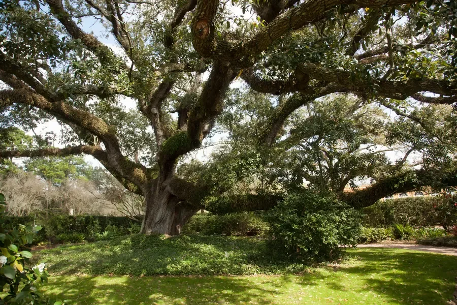 A massive, sprawling live oak tree with wide-reaching branches over a green, grassy lawn.