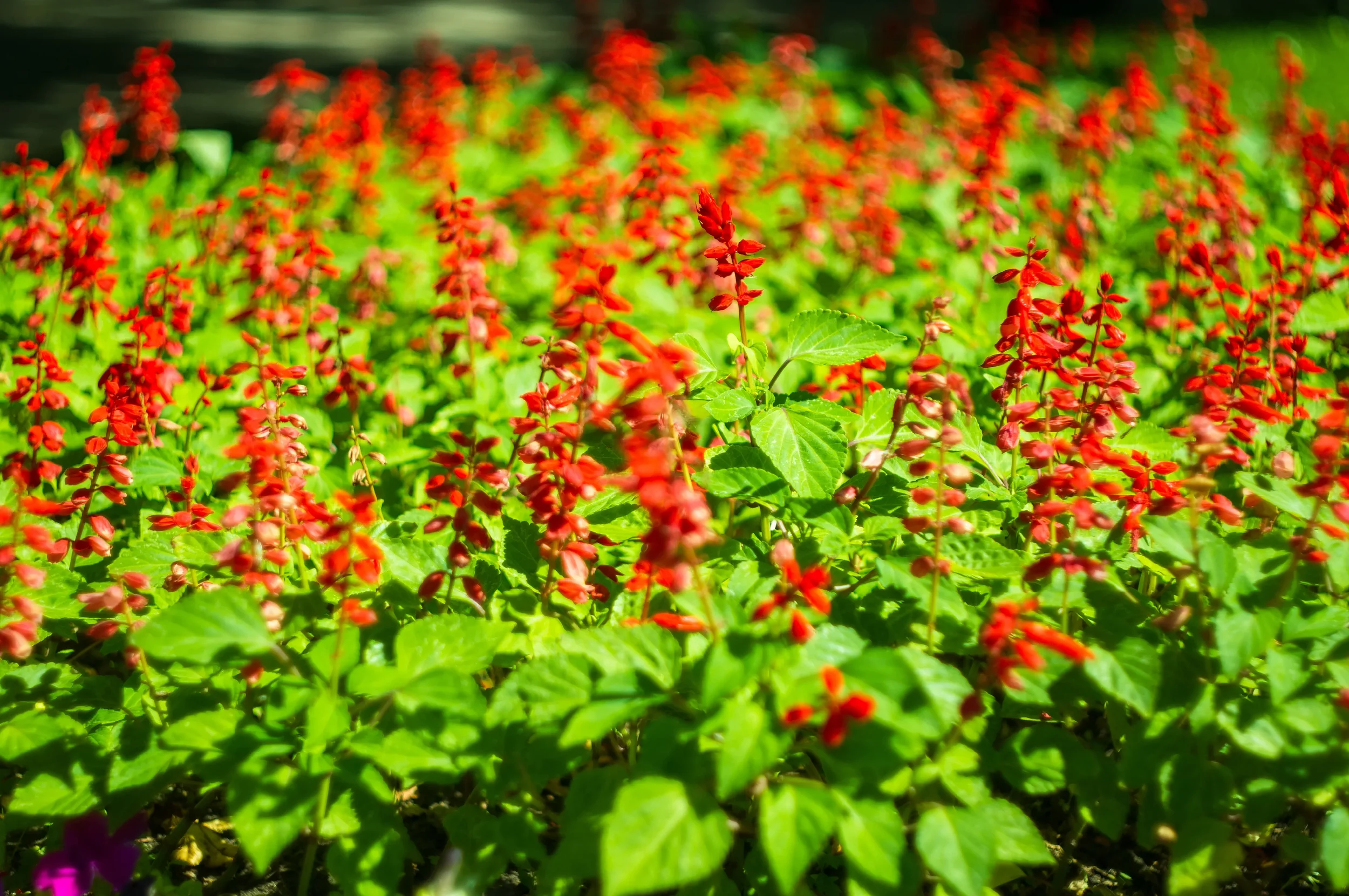 Bright red salvia (scarlet sage) flowers blooming in a dense garden bed with green foliage