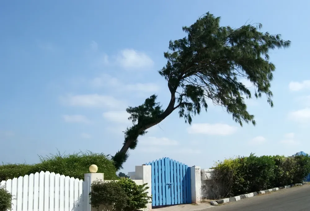A tall, severely leaning tree bending over a blue and white fence line under a clear blue sky.