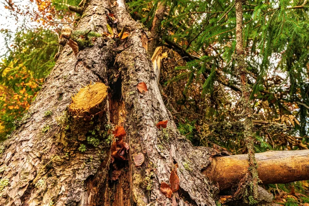 Close-up of a damaged, splitting tree trunk requiring professional hazard assessment and tree removal services.