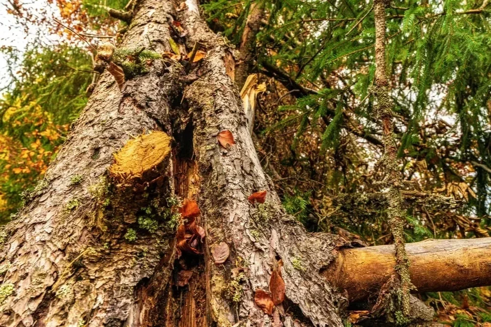 Low-angle view of a large split tree trunk with a cut limb and fallen log, showing storm damage in a forest.