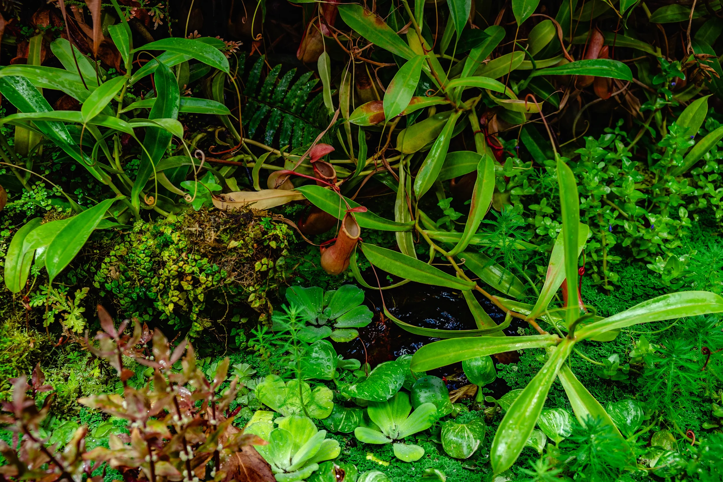 Lush paludarium with floating water lettuce, green moss, and tropical plants around dark water