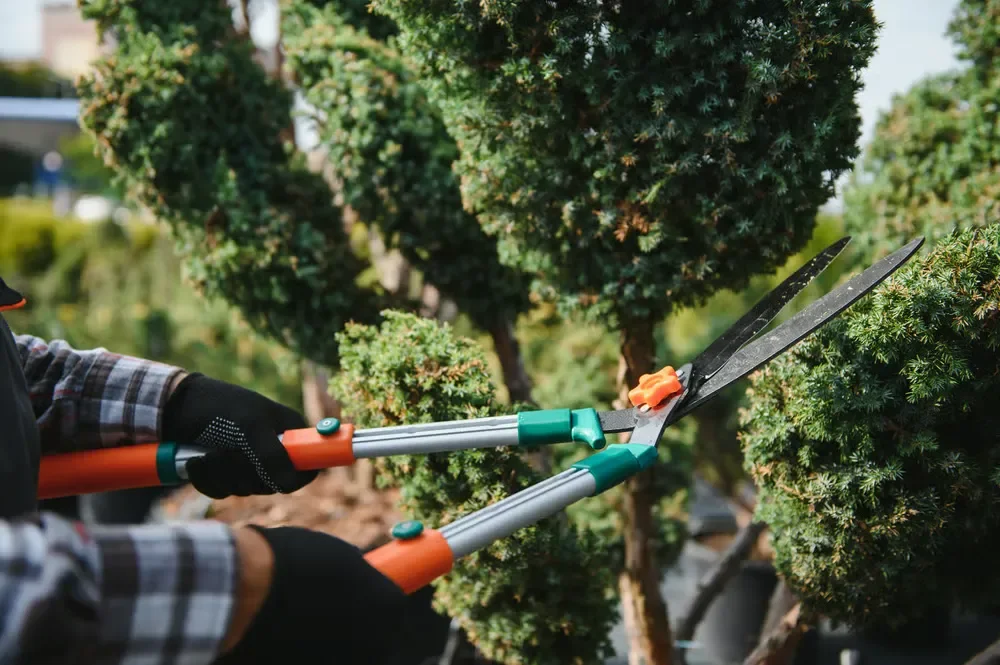 Lawn services professional using long shears to trim and shape a green evergreen shrub outdoors.