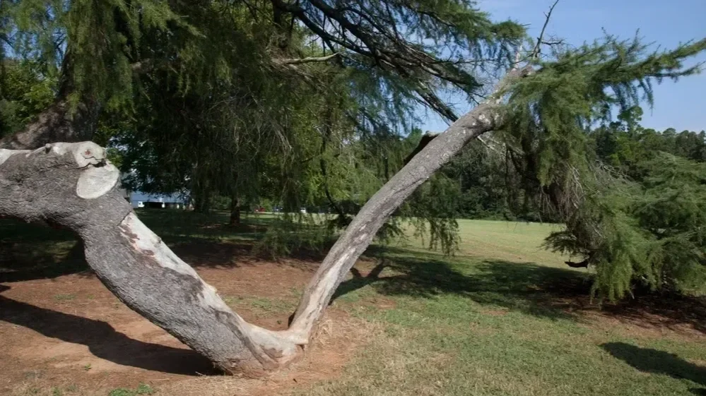 A large evergreen tree with a heavy, low-leaning branch extending across a grassy lawn, needing structural support.