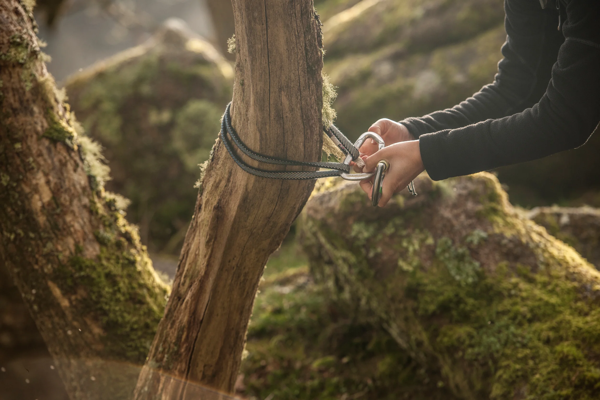 Close-up of hands securing a climbing rope and carabiner to a moss-covered tree trunk in a forest.