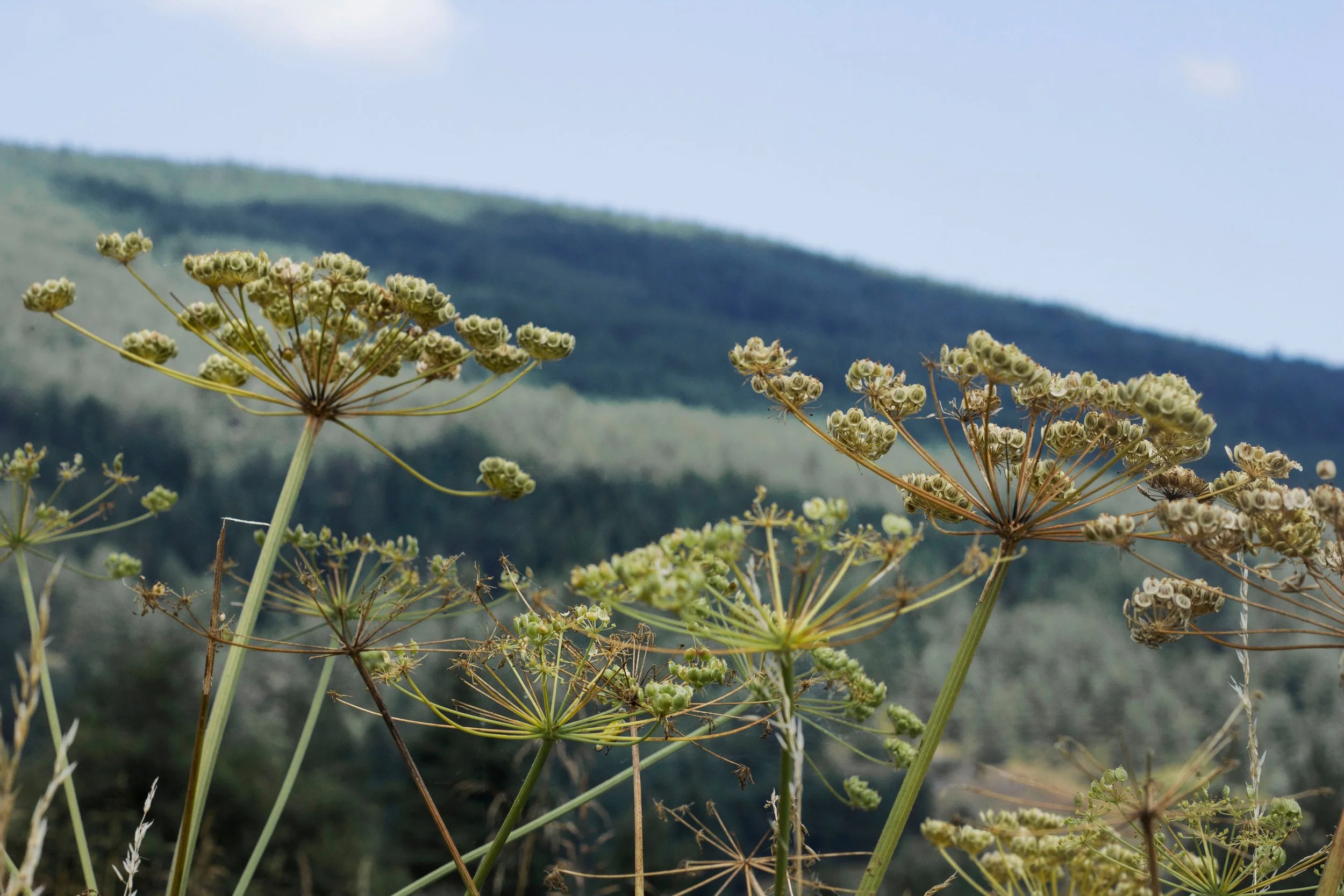 Close-up of invasive Giant Hogweed with massive, umbrella-shaped white flower clusters against a blurred hillside background.