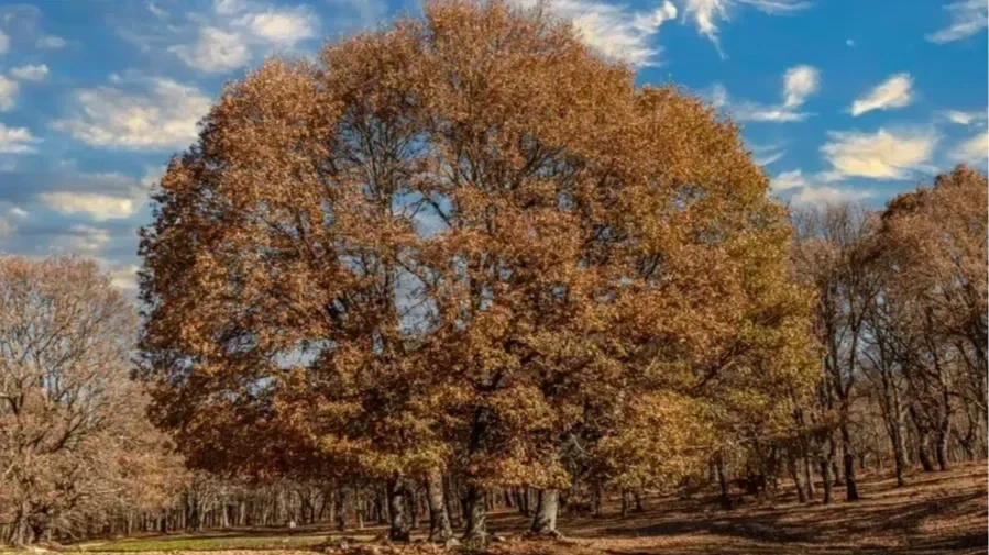 A massive oak tree covered in brown and golden autumn leaves standing against a bright, cloudy blue sky.