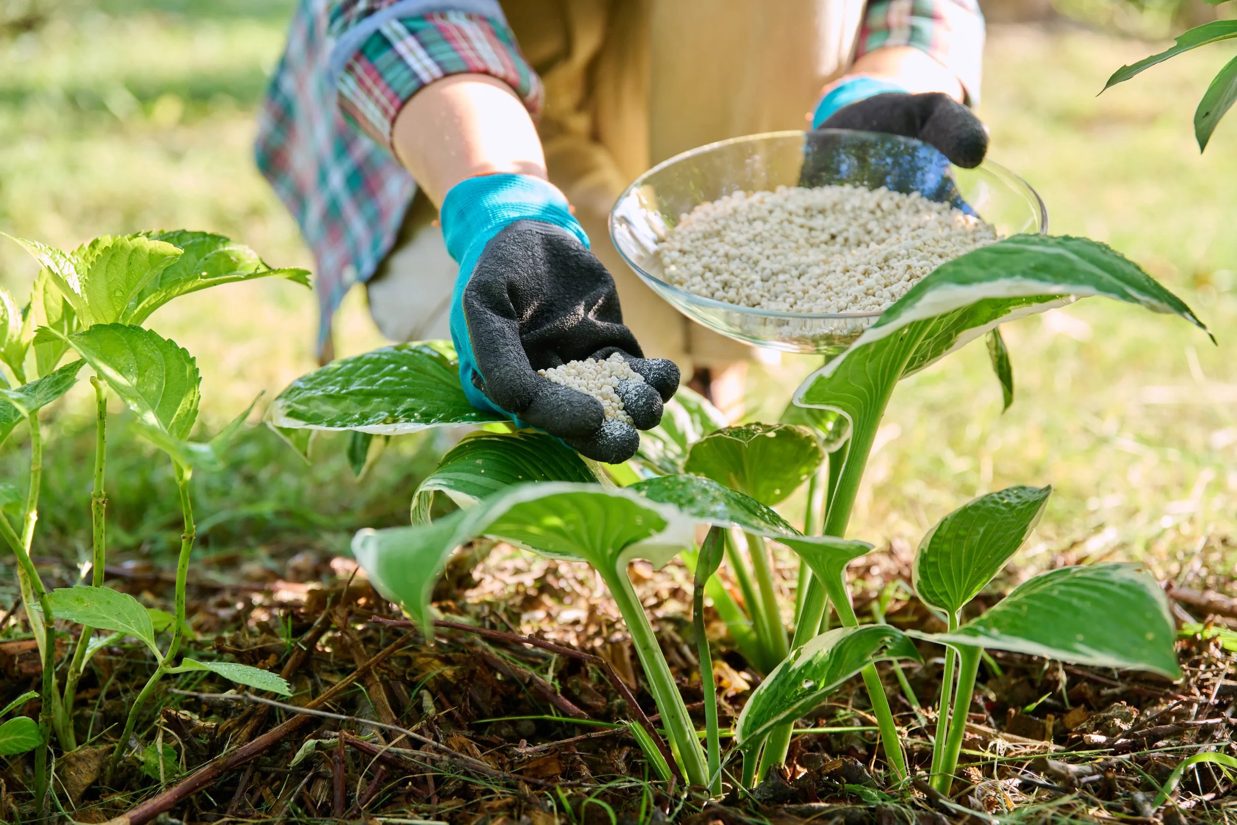 A person wearing gardening gloves applying granular fertilizer from a glass bowl to green hosta plants in a flower bed.
