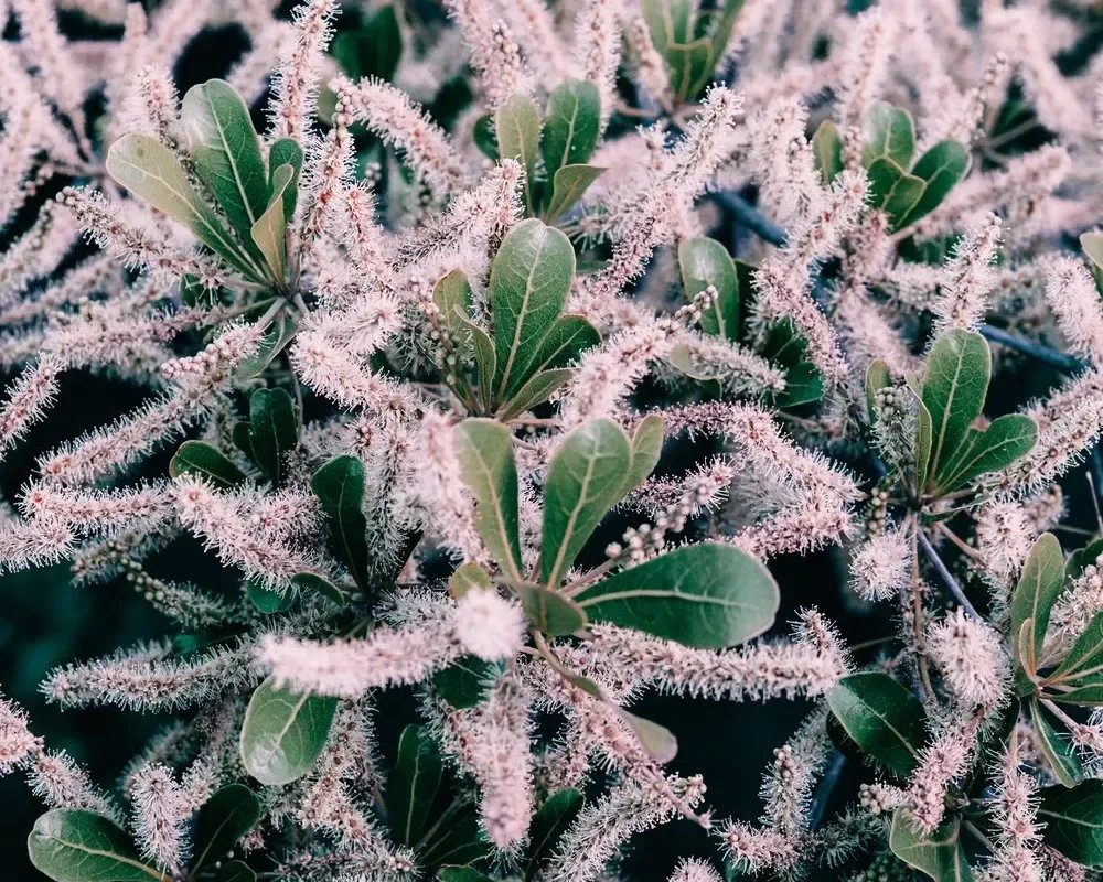 File Name fuzzy-white-flowers-garden-shrub.webp  Alt Text Close-up of an ornamental garden shrub with small green leaves and fuzzy white catkins blooming throughout.  (Character count: 108)