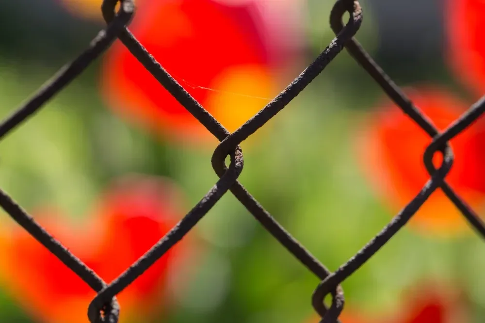 Close-up of a metal chain-link fence with a blurred background of vibrant red and orange flowers in a garden.