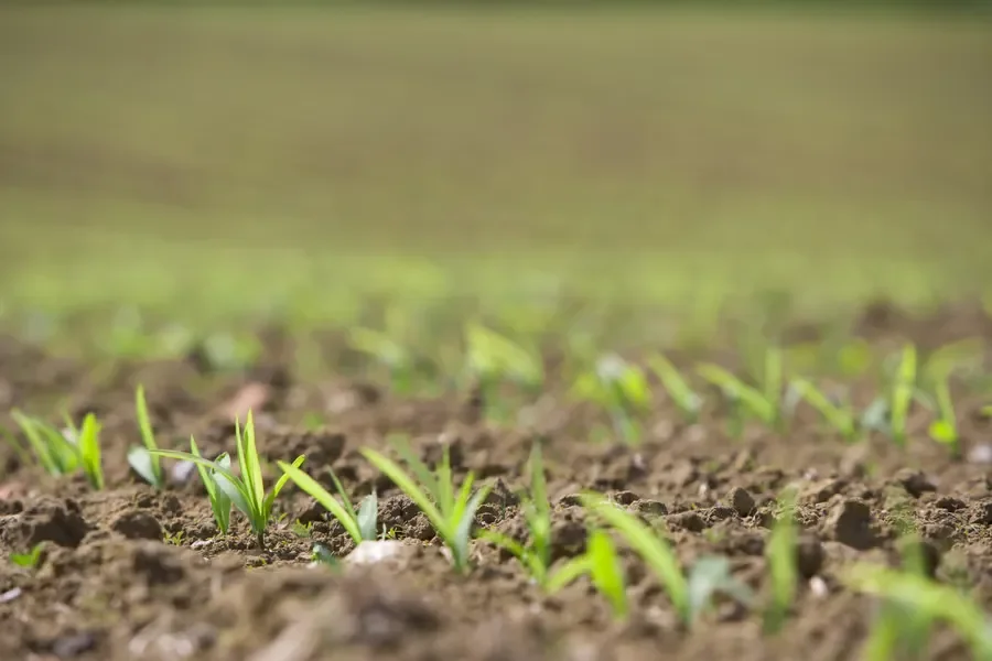 Rows of young green crop seedlings sprouting from tilled soil in a farm field.