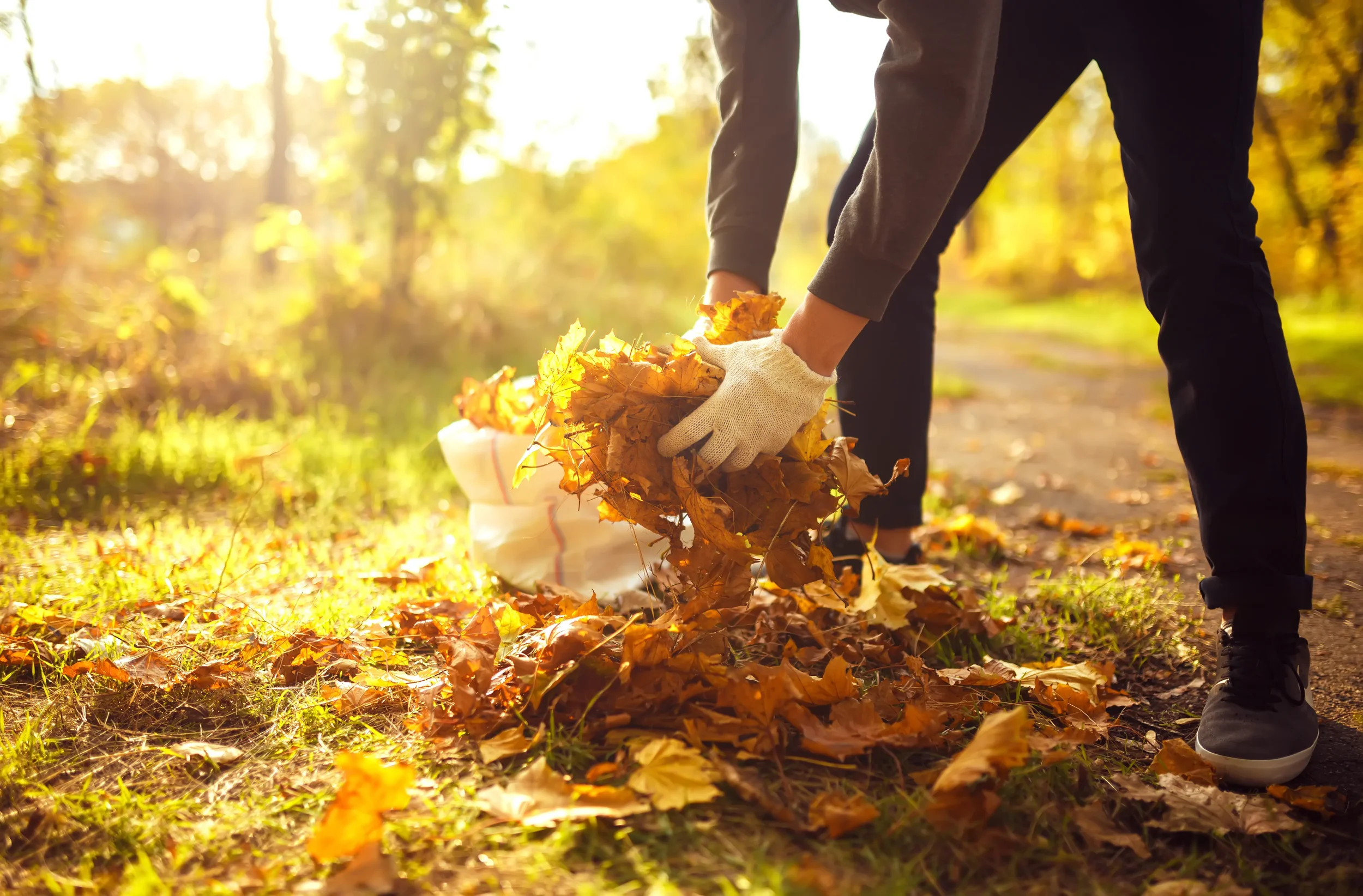 Person wearing gloves picking up piles of golden autumn leaves and putting them into a bag for yard cleanup.