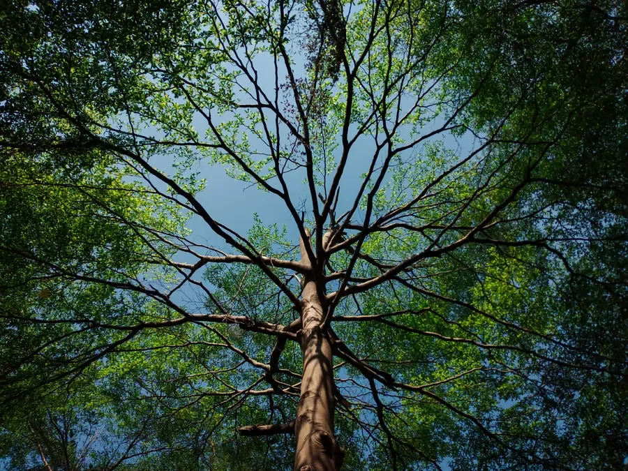 Looking up through bare and leafy tree branches toward a clear blue sky, showing a lush forest canopy.