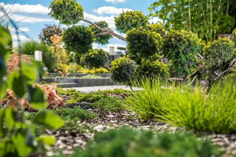 Topiary evergreen trees and lush ground cover plants in a modern eco-friendly garden landscape.