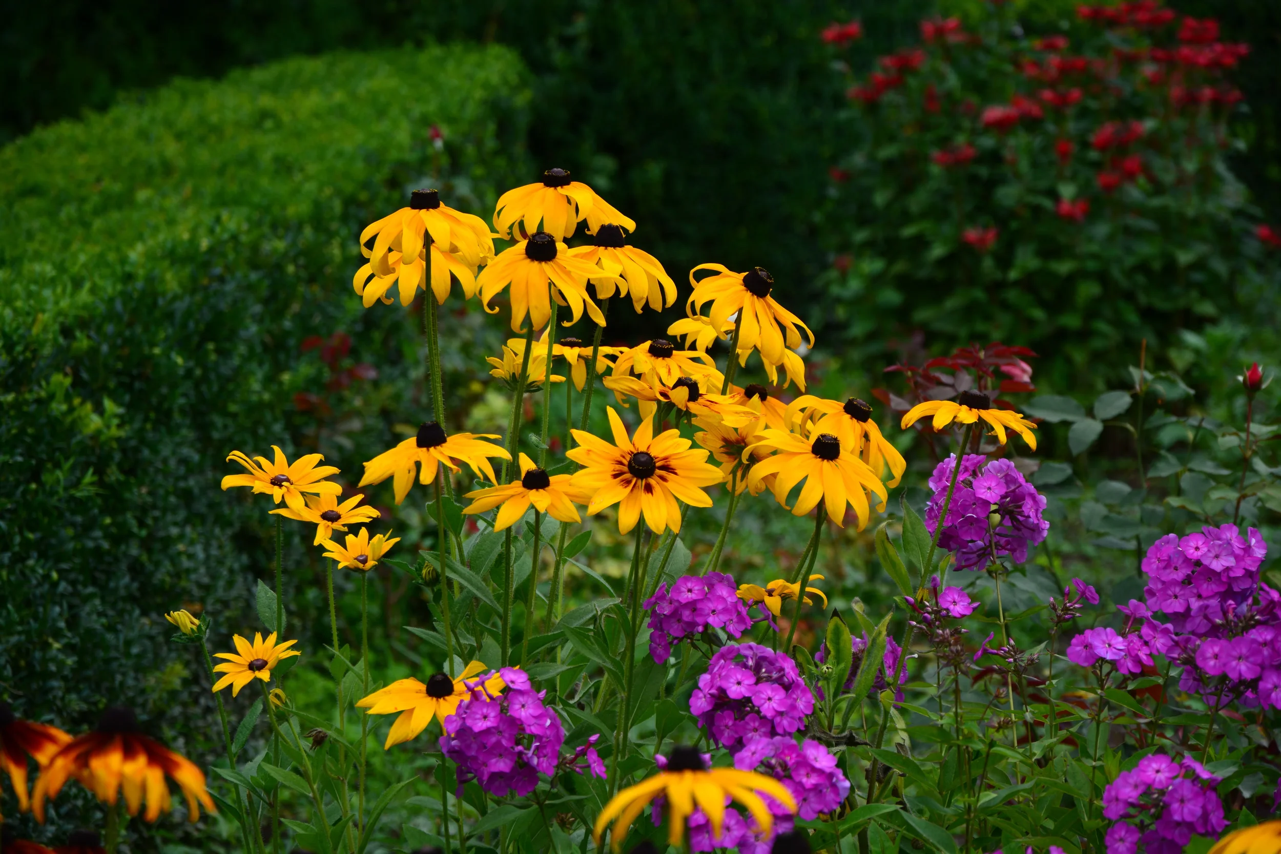 Yellow black-eyed Susan flowers and purple garden phlox blooming in a summer garden beside a green hedge