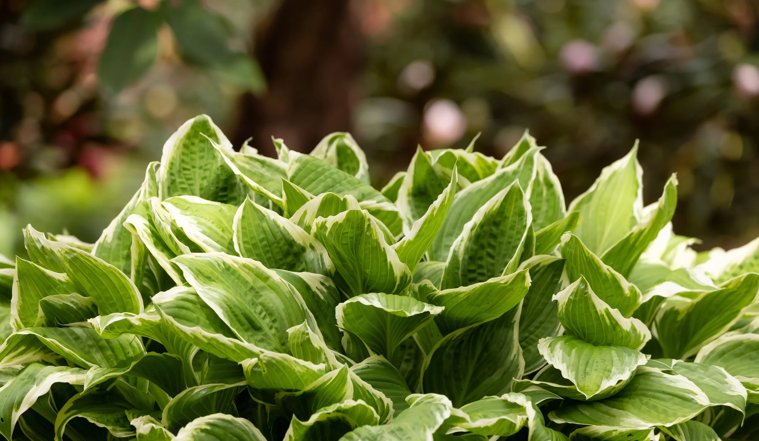 Lush hosta plant with variegated green leaves and pale edges growing in a shady garden