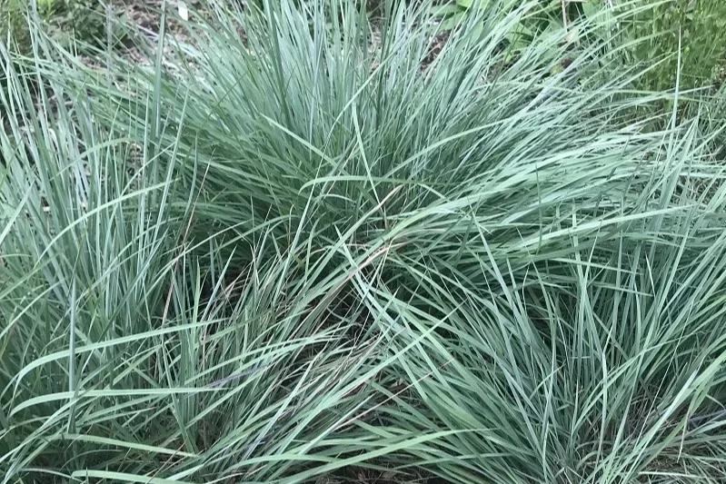 A cluster of Little Bluestem ornamental grass with thin, blue-green blades.