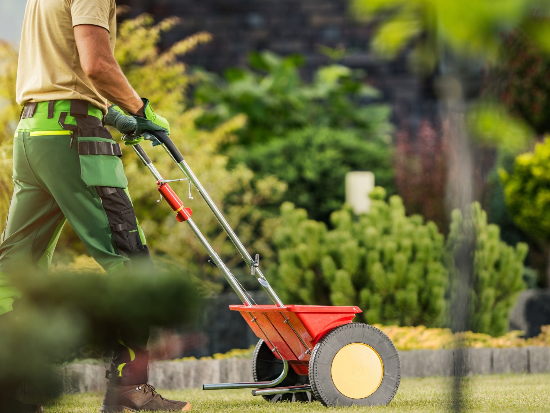Landscaping expert using a broadcast spreader to apply fertilizer to a lush green residential lawn.