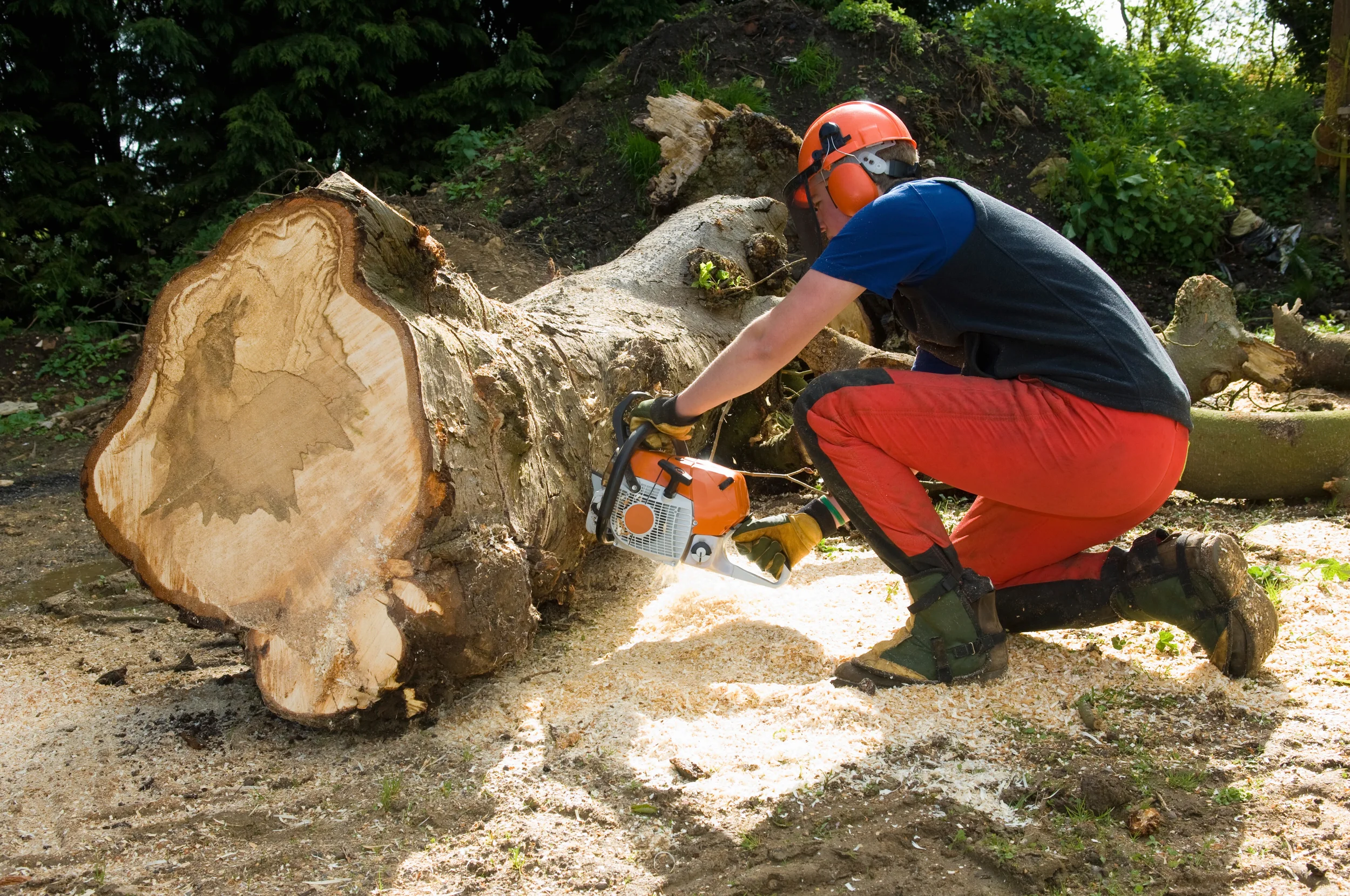 An arborist in safety gear uses a chainsaw to cut a large fallen tree trunk into manageable sections.