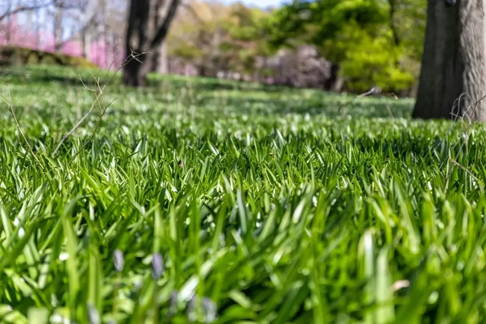 Low-angle shot of a vibrant, lush green grass lawn with mature trees blurring into a sunny background.