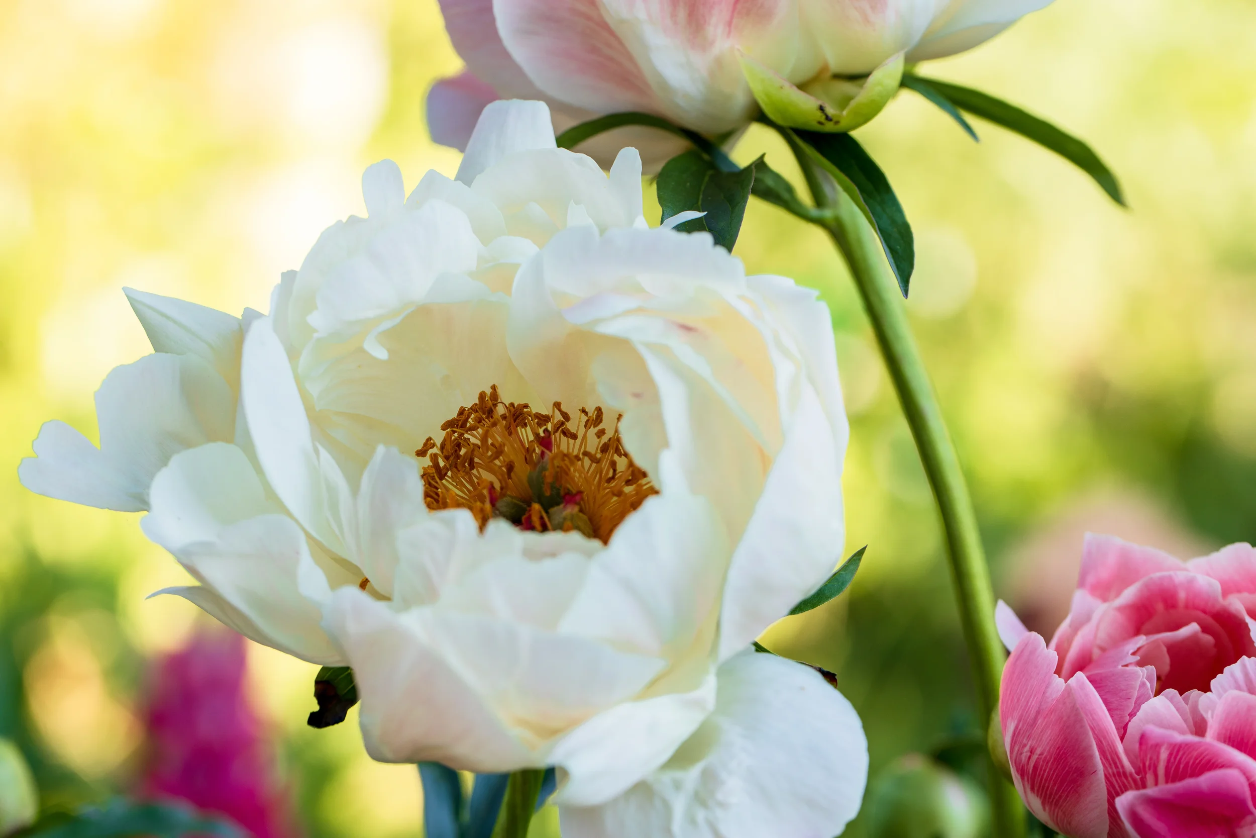 White peony in full bloom with golden yellow stamens beside a pink peony in a sunlit garden