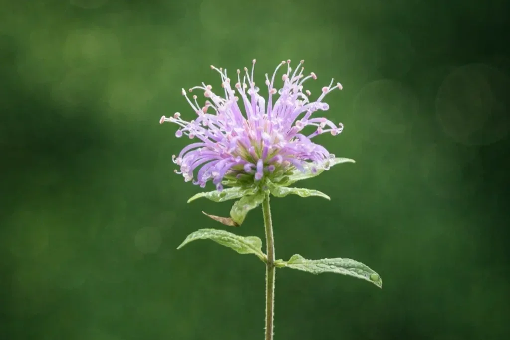 A single lavender-colored Wild Bergamot flower, also known as Bee Balm, in bloom against a blurred green background.