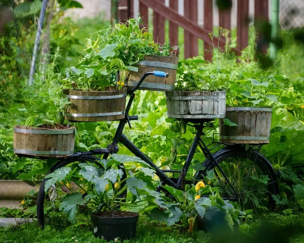 Black vintage bicycle holding wooden barrel planters filled with leafy green plants in a lush backyard garden.