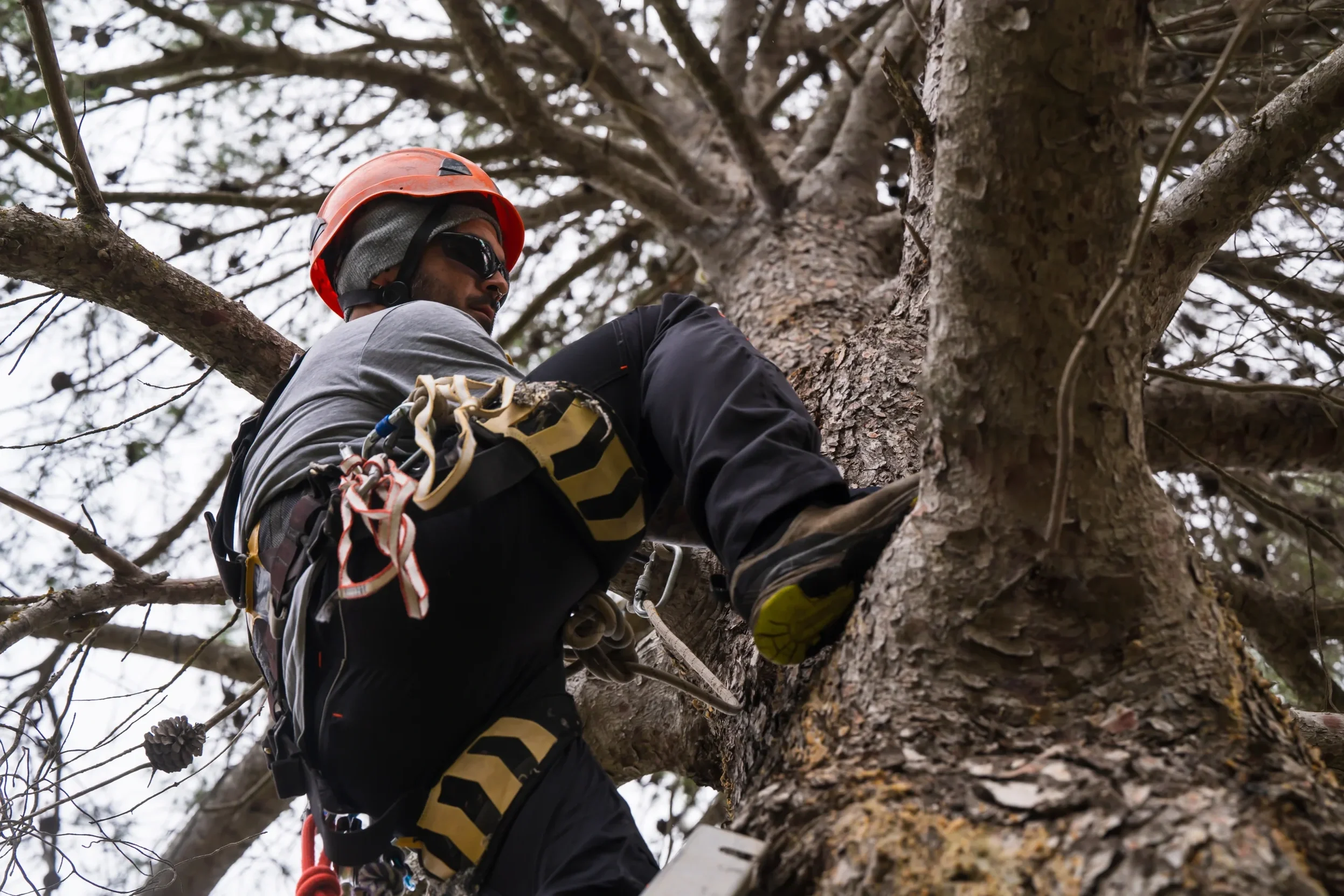 A tree surgeon wearing an orange safety helmet and a climbing harness performing rope access pruning high up in a tree.